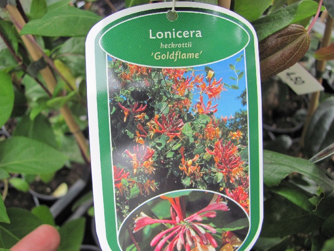 Lonicera heckrottii 'Goldflame' Kamperfoelie, Geitenblad