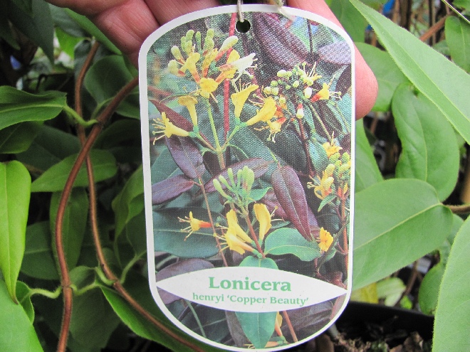 Lonicera henryi 'Copper Beauty' Goudkleurige Bladhoudende Kamperfoelie, Geitenblad