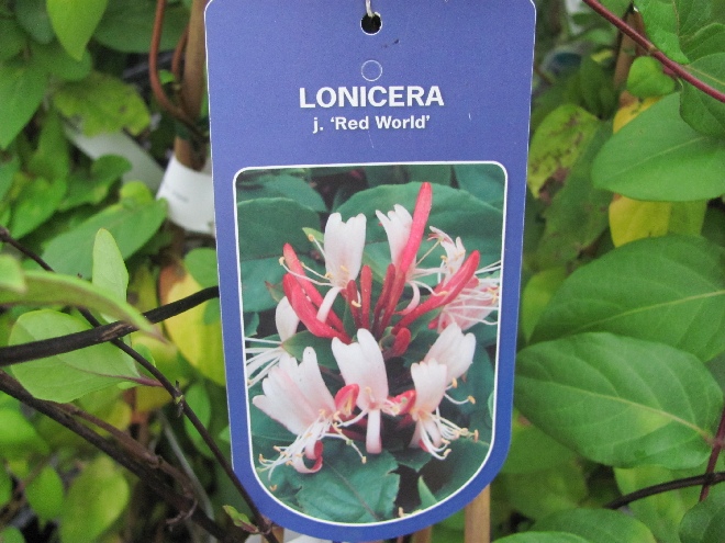Lonicera japonica 'Red World' Kamperfoelie, Geitenblad