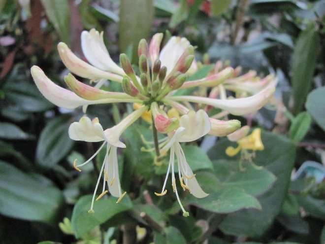 Lonicera periclymenum Wilde Kamperfoelie, Geitenblad