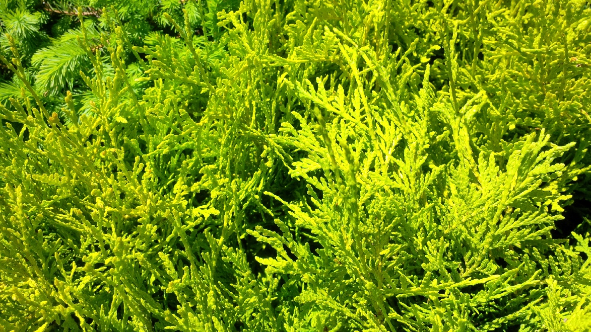 Thuja occidentalis 'Danica' Dwerg Levensboom