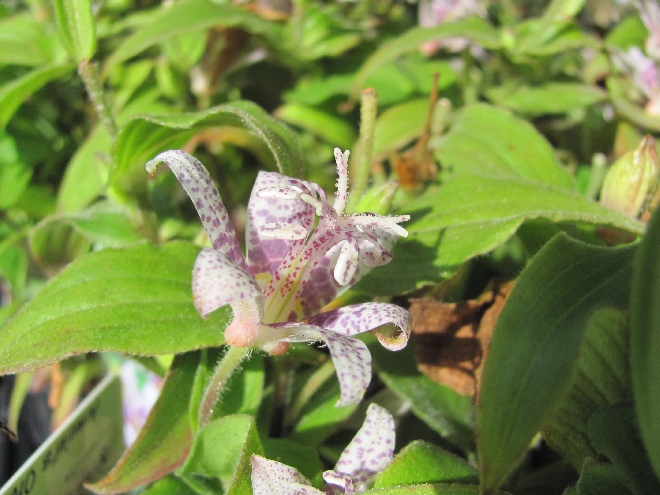 Tricyrtis hirta 'Miyazaki' Poor men's orchid, Armeluisorchidee