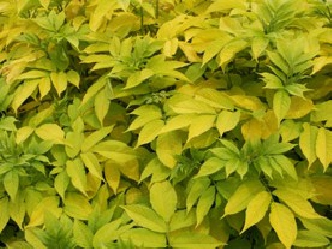 Sambucus nigra 'Aurea' Gewone Vlier, Vlierbes
