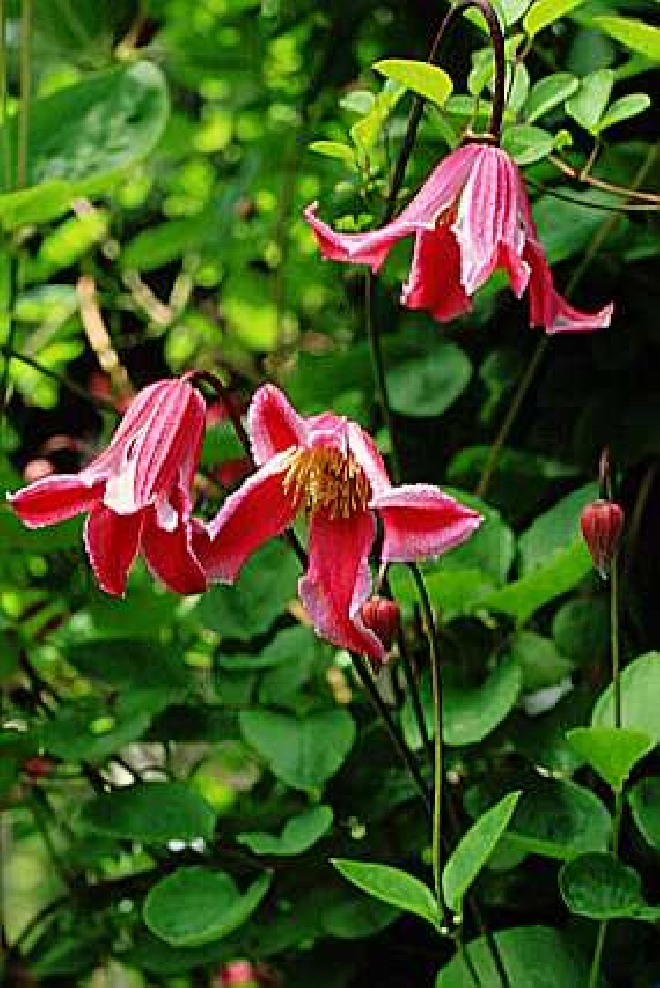 Clematis 'Etoile Rose' Viticella groep