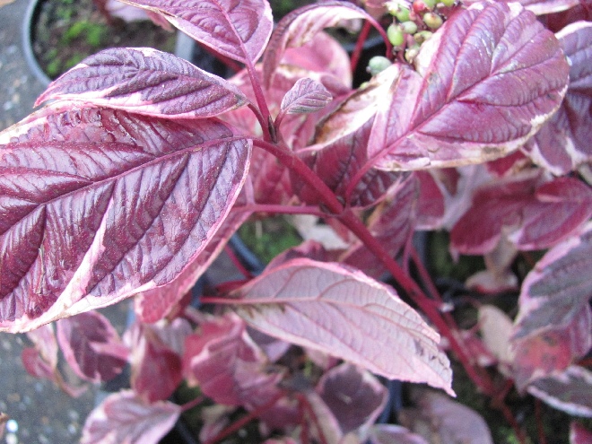 Cornus alba 'Sibirica Variegata' Bontbladige Rode Kornoelje