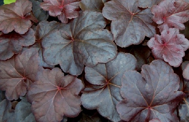 Heuchera 'Obsidian' ® Purperklokje