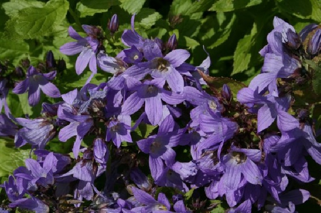 Campanula lactiflora 'Pouffe' Celtisbladklokje