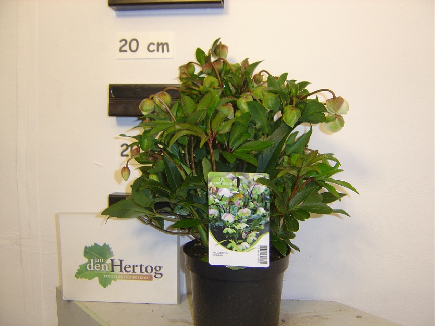 Helleborus 'Winterbells' Kerstroos