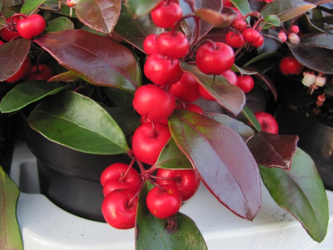 Gaultheria procumbens 'Gaubi' (Big Berry) Bergthee