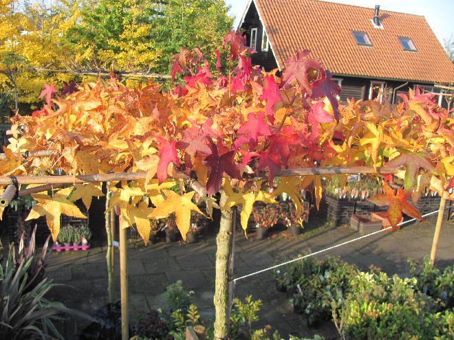 Liquidambar styraciflua (Dakvorm) DakAmberboom