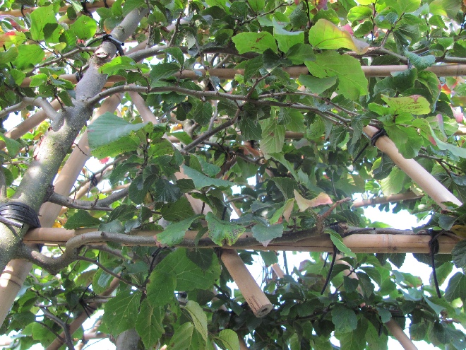 Parrotia persica (Leivorm) Perzische Toverhazelaar, IJzerhoutboom
