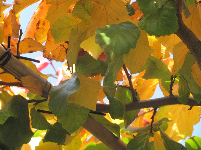 Parrotia persica Perzische Toverhazelaar, IJzerhoutboom