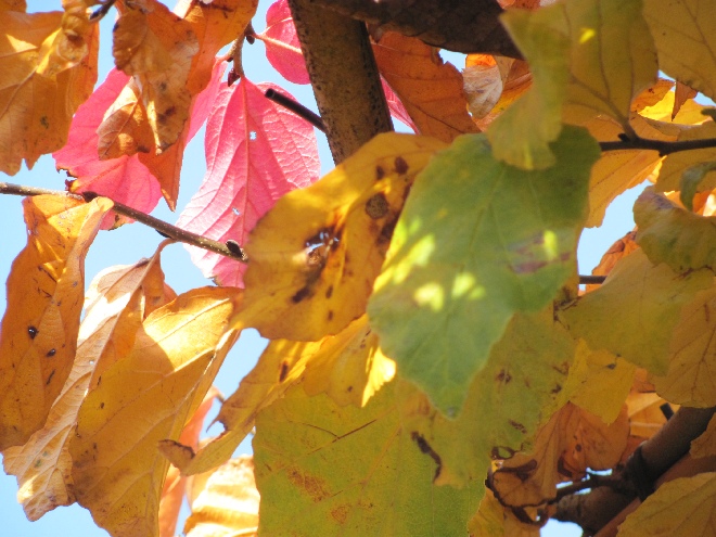 Parrotia persica 'Vanessa' Perzische Toverhazelaar, IJzerhoutboom