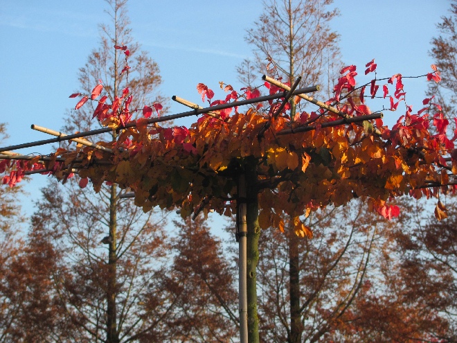 Parrotia persica (Dakvorm) Perzische Toverhazelaar, IJzerhoutboom, Dakparrotia
