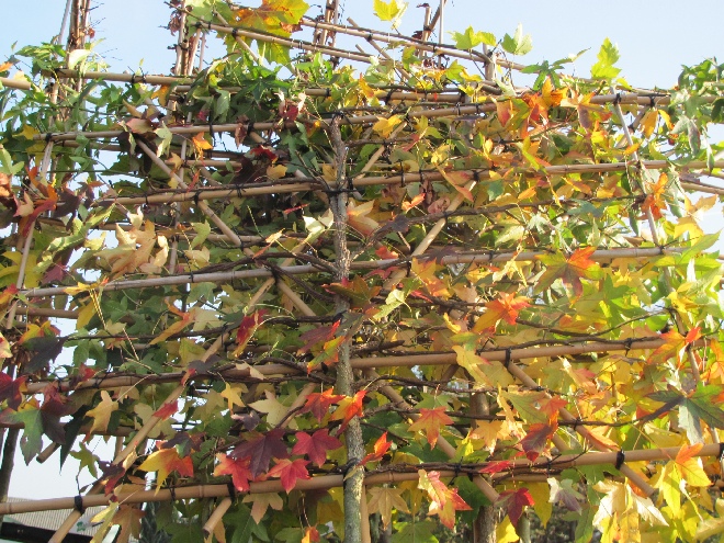 Liquidambar styraciflua (Leivorm) LeiAmberboom