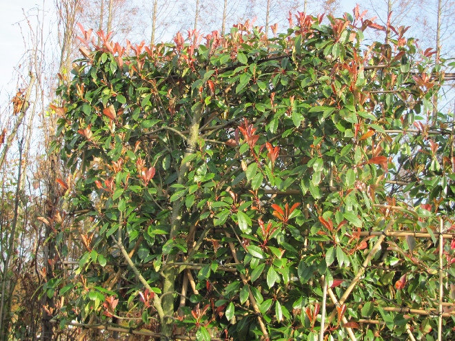 Photinia fraseri 'Red Robin' (Wintergroene leiboom)(Leiphotinia) Glansmispel