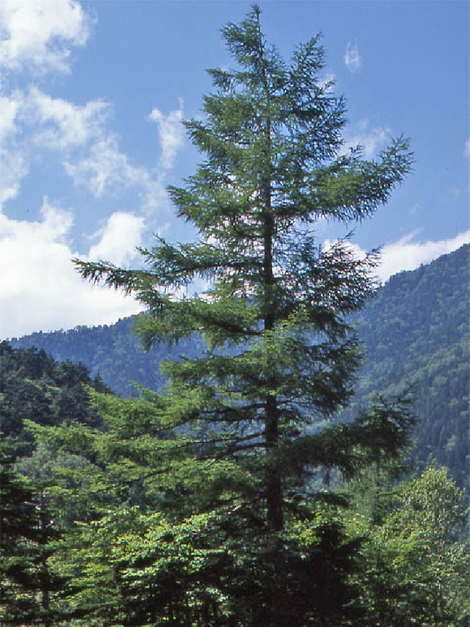 Larix kaempferi Japanse Larix, Lork, lariks
