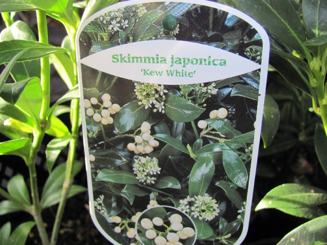 Skimmia japonica 'Kew White' Skimmia