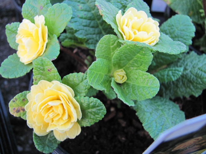 Primula vulgaris 'KERBELBUT' (Belarina Buttercup Yellow) Sleutelbloem