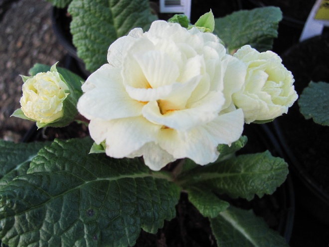 Primula vulgaris 'KERBELCREM' (Belarina Cream) Sleutelbloem