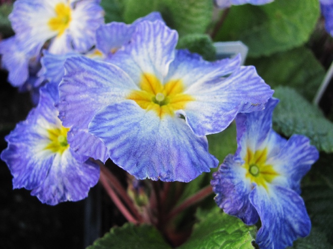 Primula 'Tye Dye' (Eliator Group) Sleutelbloem