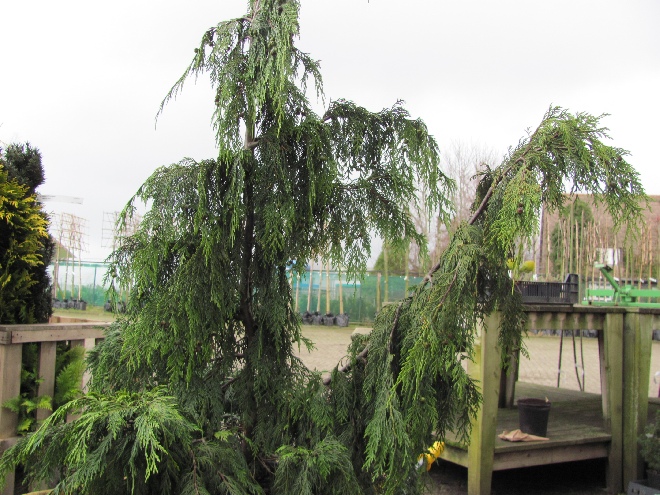Chamaecyparis nootkatensis 'Pendula' Treurvorm Schijncypres