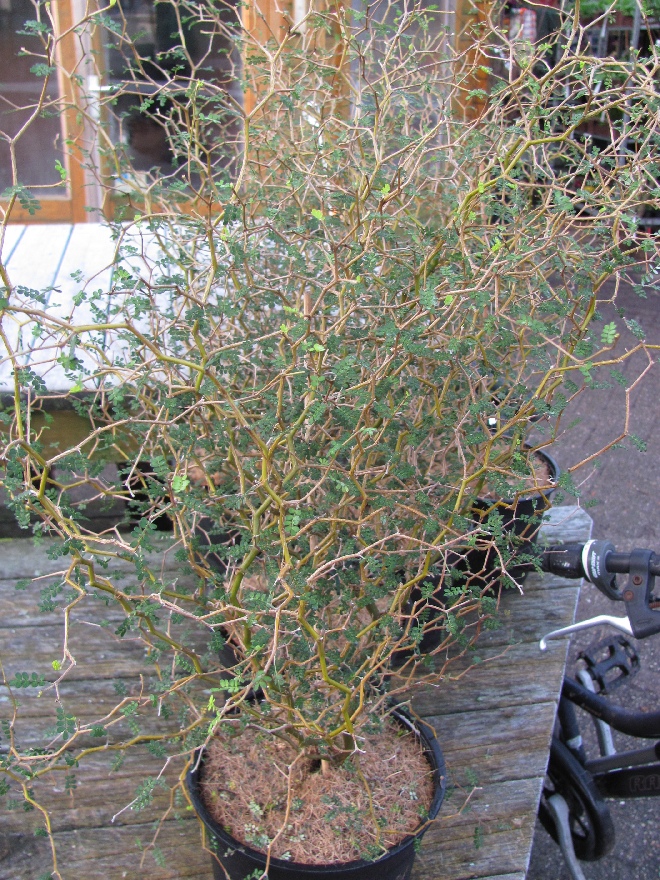 Sophora 'Little Baby' Honingboom, Japanse Pagodeboom