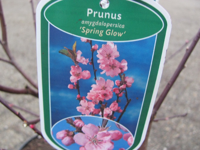 Prunus persicoides 'Spring Glow' Sierperzik