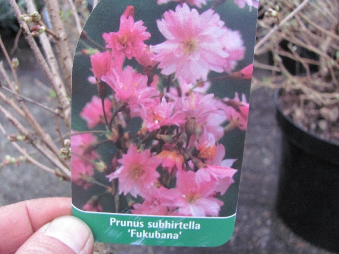 Prunus subhirtella 'Fukubana' Sierkers, Najaarskers