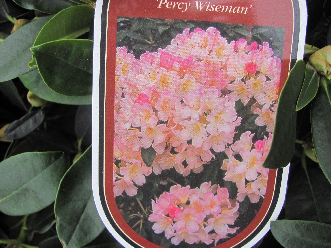 Rhododendron 'Percy Wiseman' (Yakushimanum-groep) Rhododendron