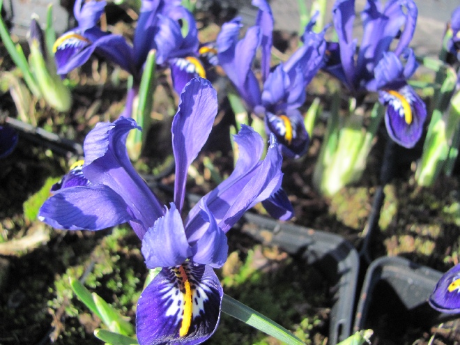 Iris reticulata Vroege Iris