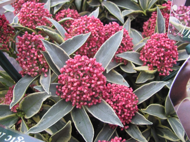 Skimmia japonica 'Magic Marlot' ®  Bonte Dwergskimmia