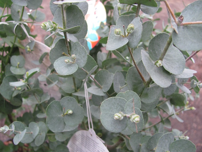 Eucalyptus gunnii 'Cagire' (Azura) Eucalyptus