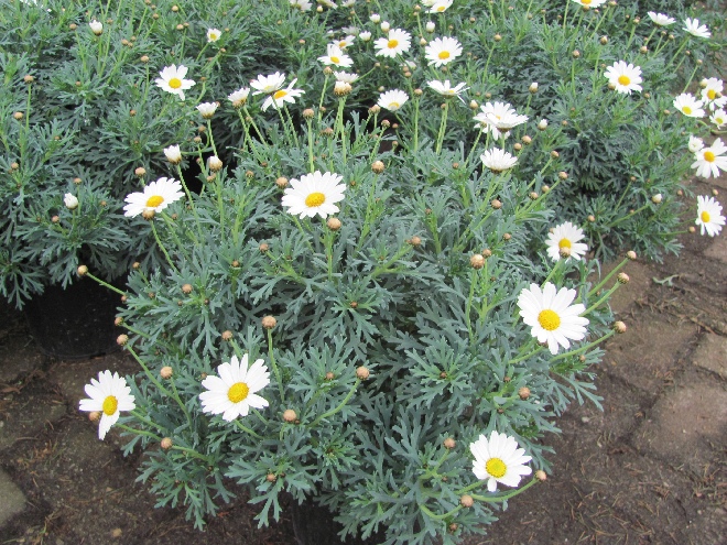 Argyranthemum frutescens (syn. Chrysanthemum frutescens) Witte Struikmargriet