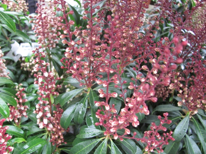 Pieris japonica 'Bonfire' Andromeda