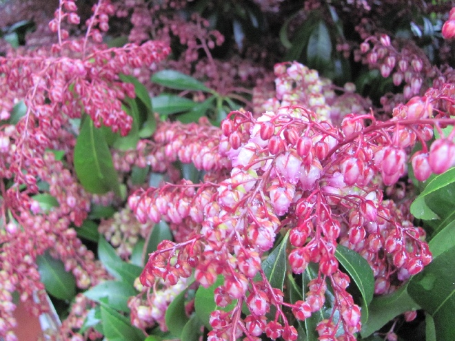 Pieris japonica 'Katsura' Andromeda