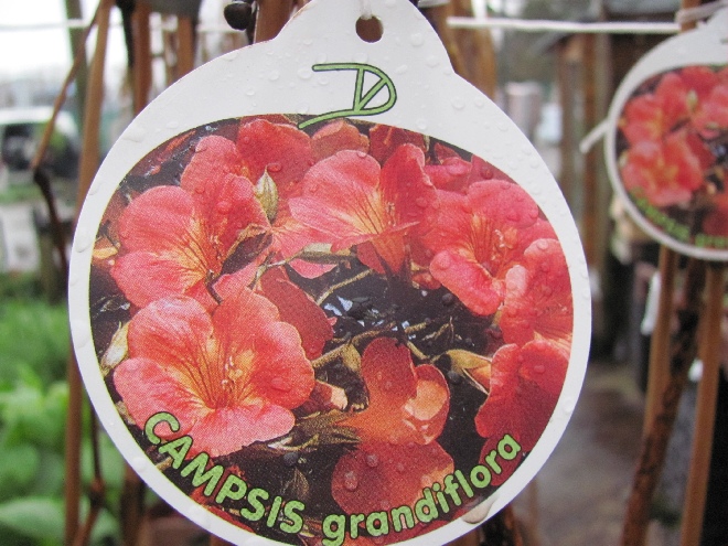 Campsis grandiflora Trompetklimmer