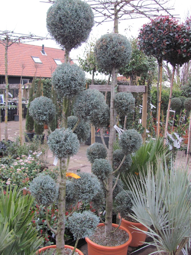 Cupressus arizonica 'Fastigiata' Gesnoeide Cypres