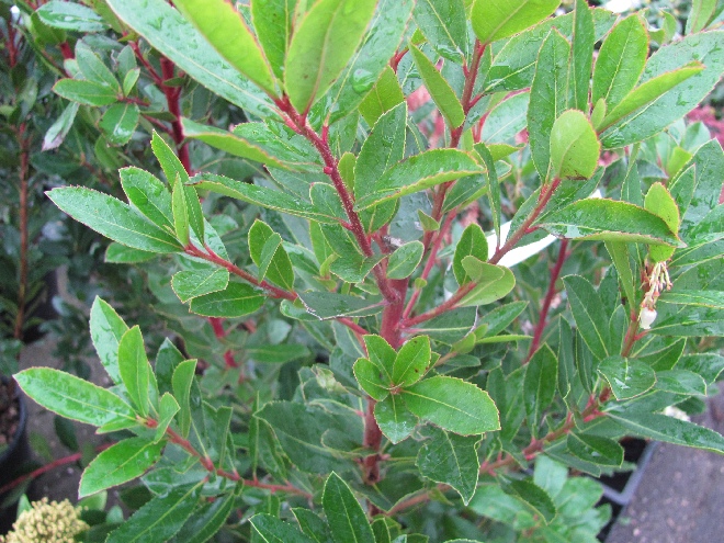 Arbutus unedo Aardbeienboom