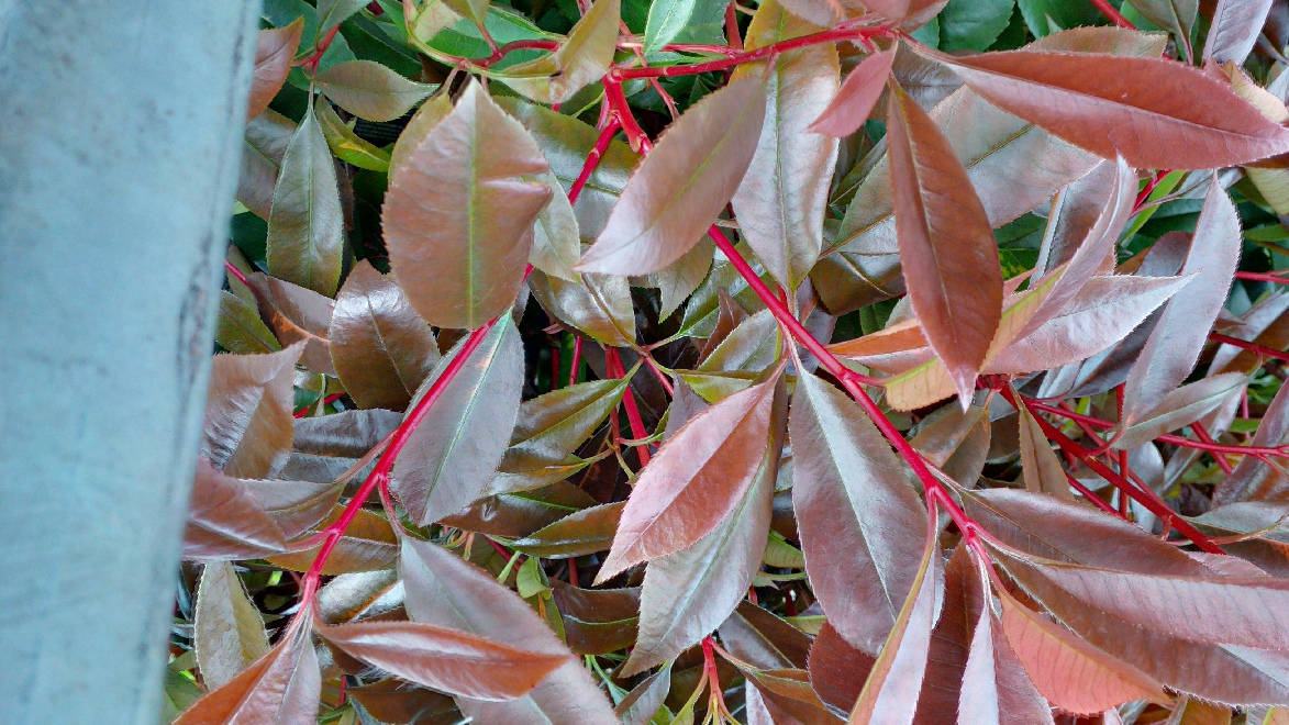 Photinia fraseri 'Oploo1' (Red Light) Glansmispel
