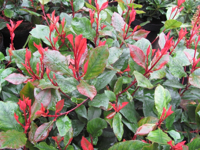 Photinia fraseri 'Little Red Robin' Glansmispel