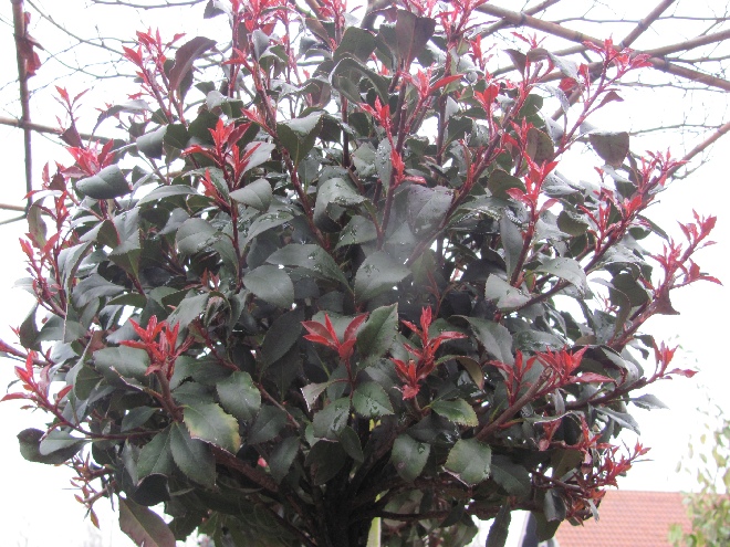 Photinia fraseri 'Little Red Robin' Glansmispel