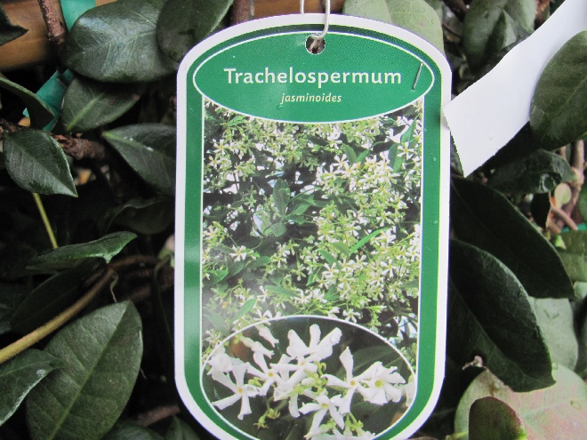 Trachelospermum jasminoides Toscaanse Jasmijn