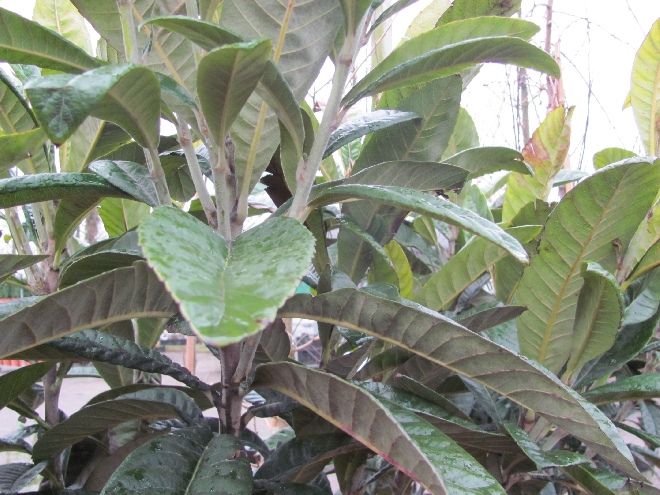 Eriobotrya japonica Japanse Wolmispel