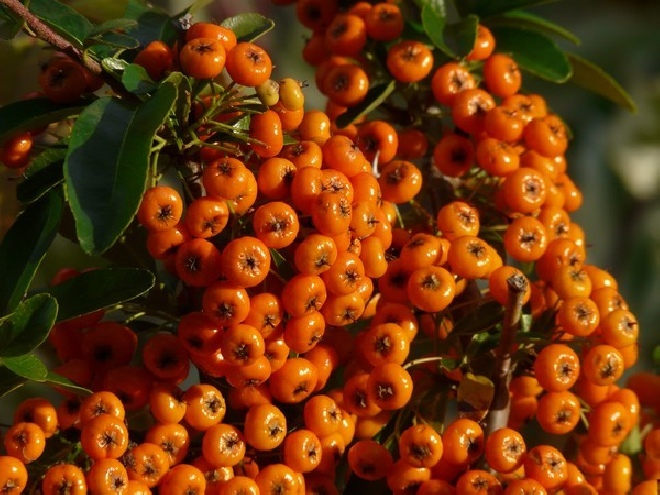 Pyracantha  'Orange Charmer' Oranje Vuurdoorn