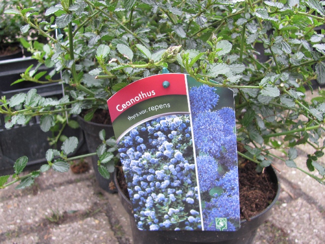 Ceanothus thyrsiflorus var. repens Amerikaanse sering