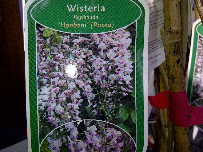 Wisteria floribunda 'Honbeni' (syn. Wisteria floribunda 'Rosea') Rozebloeiende Blauwe Regen