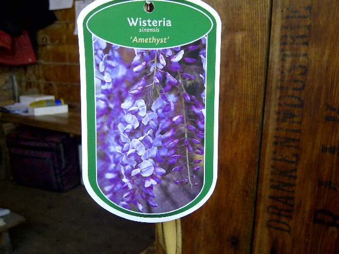 Wisteria sinensis 'Amethyst Falls' Blauwe Regen
