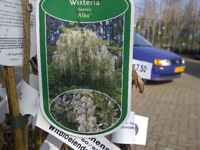 Wisteria sinensis 'Alba' Witbloeiende Blauwe Regen