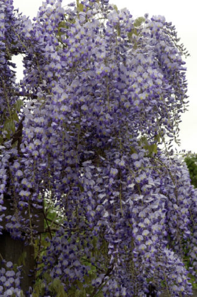 Wisteria floribunda 'Domino' (syn. Wisteria floribunda 'Issai') Blauwe Regen